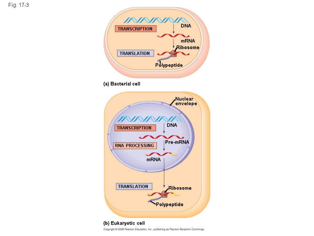 Fig. 17-3 TRANSCRIPTION TRANSLATION DNA mRNA Ribosome Polypeptide (a) Bacterial cell Nuclear envelope TRANSCRIPTION